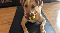 Fido costs a fortune
