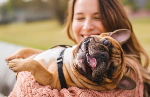 Walmart Adds to Pet Services Petplan Rover