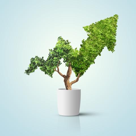 plant in the shape of an up arrow