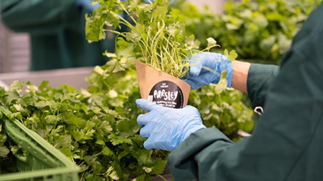 Whole Foods Debuts Vertical Farms in London Stores