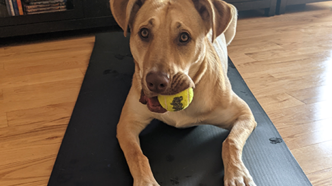 Fido costs a fortune